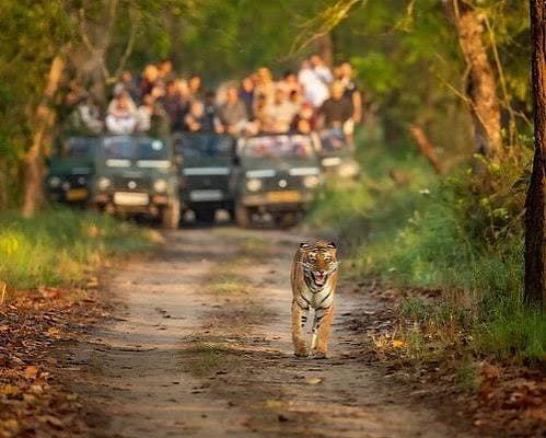 Wildlife Safari