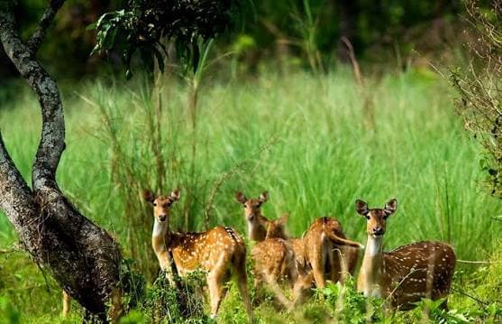 Wildlife Safari gallery image