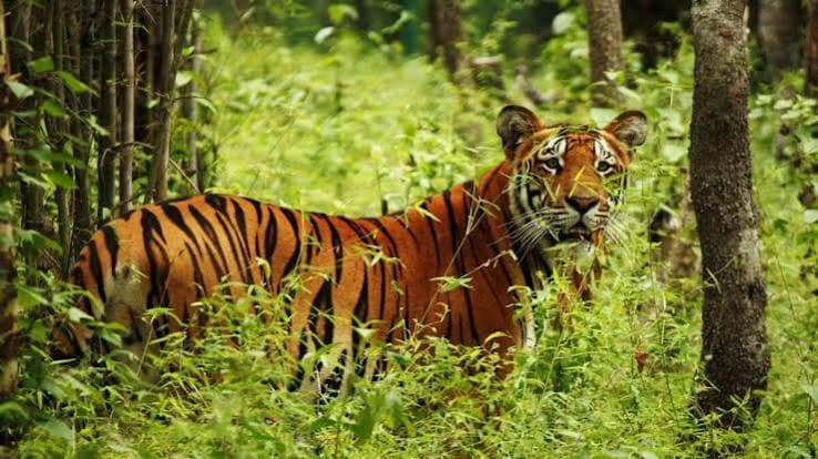 Wildlife Safari gallery image